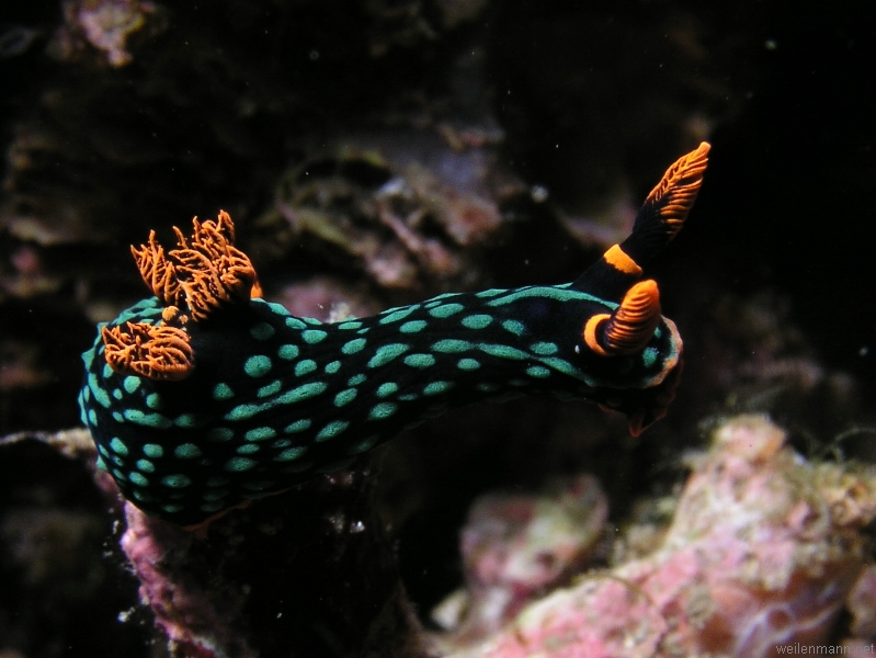 Nudi Branch